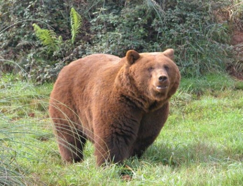 Bear House in Potes